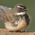 Marvin Beak